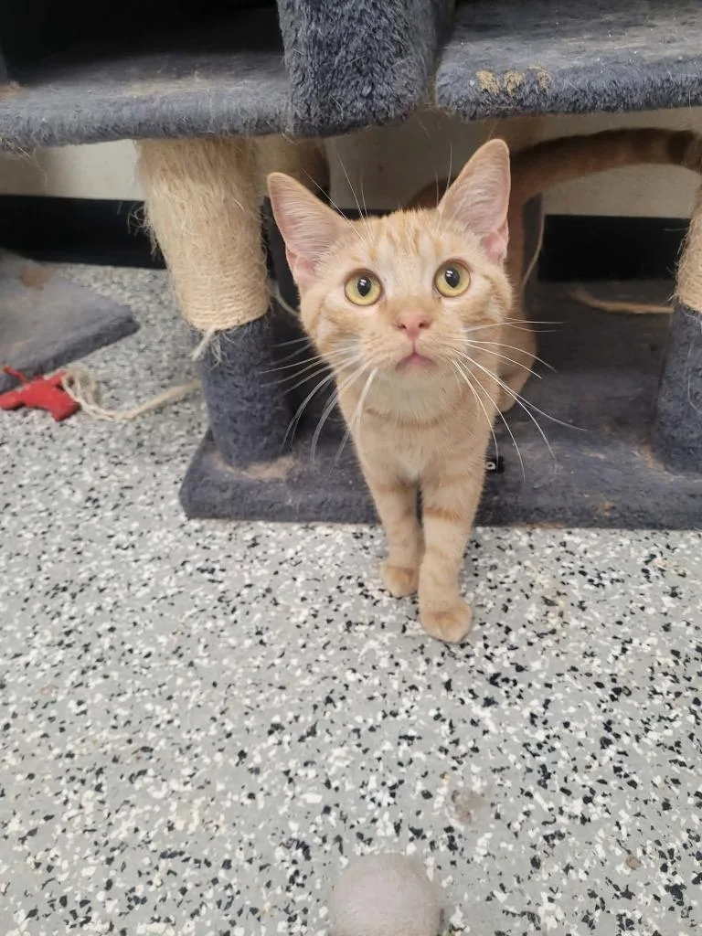 A baby medium-sized female Domestic Short Hair cat named Spacey for adoption in Republic, MO