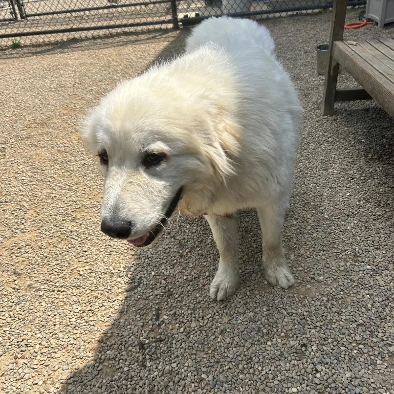 A young large-sized female White / Cream Great Pyrenees dog named Dixie for adoption in Columbia Station, OH