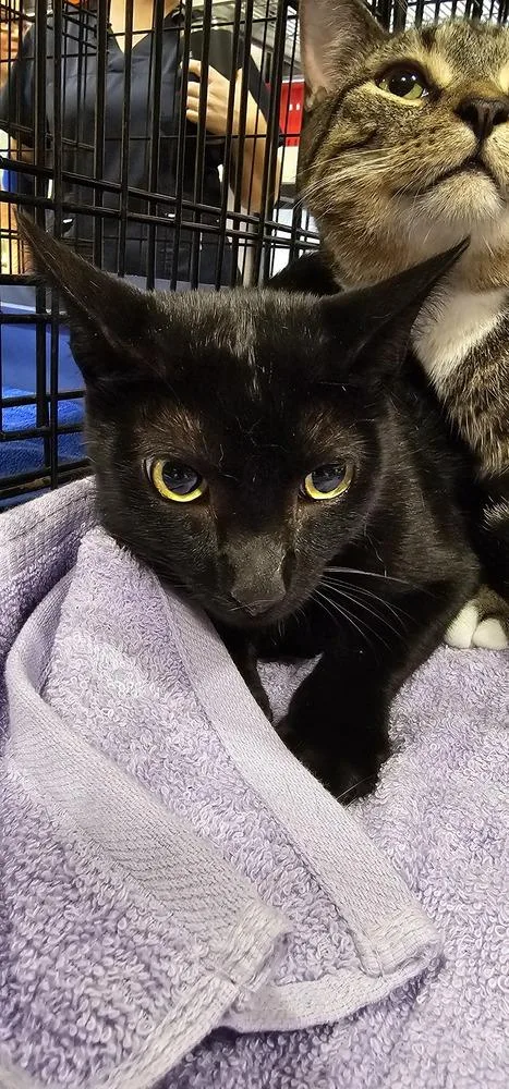 An adult medium-sized female Black Domestic Short Hair cat named Bodega for adoption in Powder Springs, GA