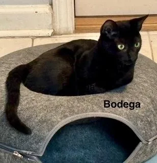 Bodega thumbnail 2