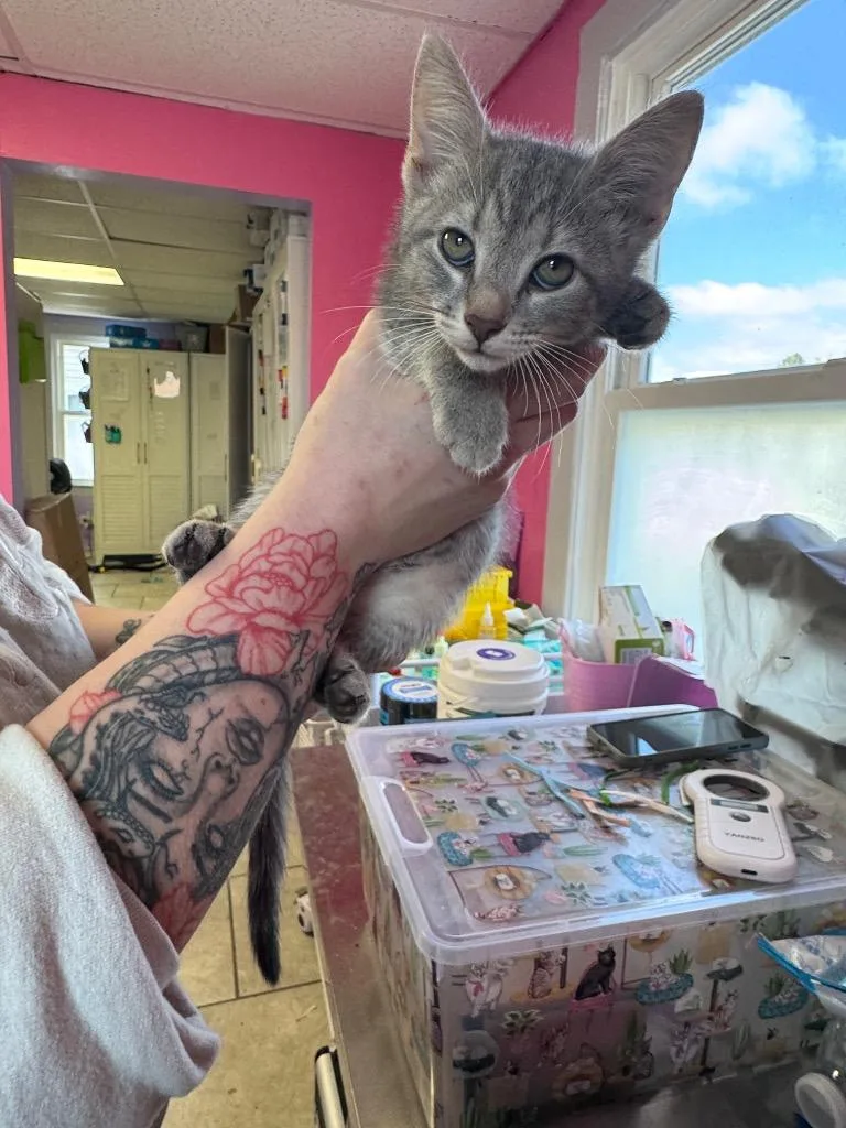 A baby medium-sized female Domestic Short Hair cat named White for adoption in Johnson City, TN