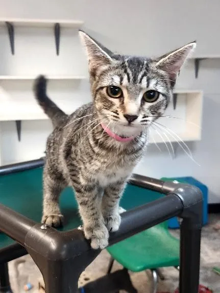 A young small-sized female Brown / Chocolate Tabby cat named Cat for adoption in Parlier, CA