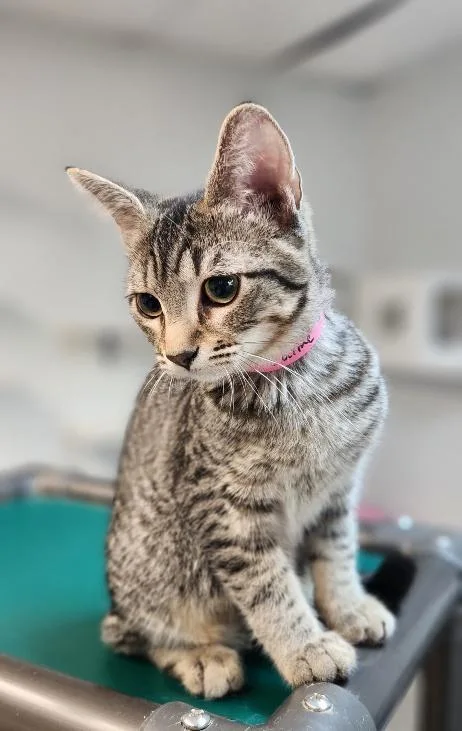 Cat thumbnail 2