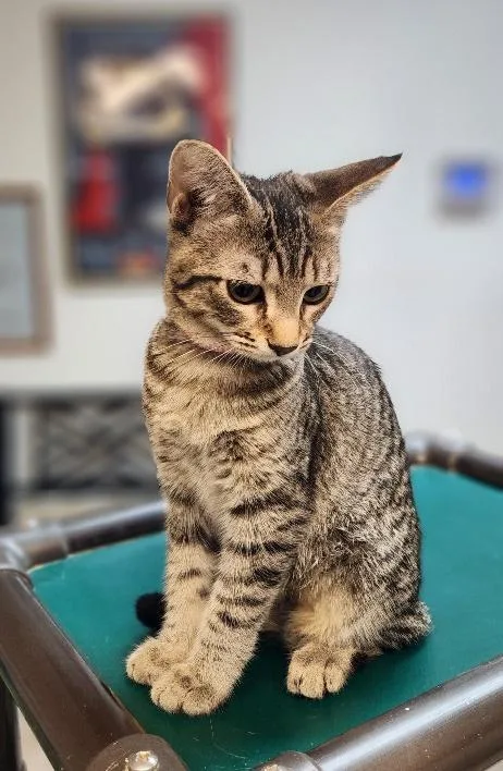 Cat thumbnail 4