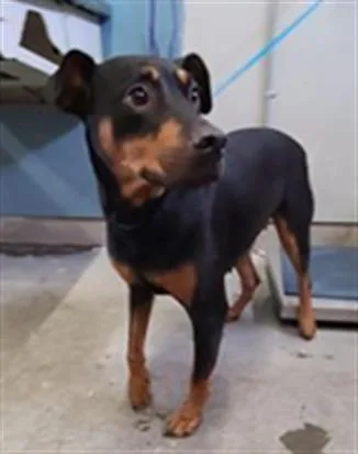 A young large-sized female Doberman Pinscher dog named Shelby for adoption in Camarillo, CA