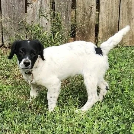 A baby medium-sized female Black Spaniel dog named Darla for adoption in Greensboro, NC