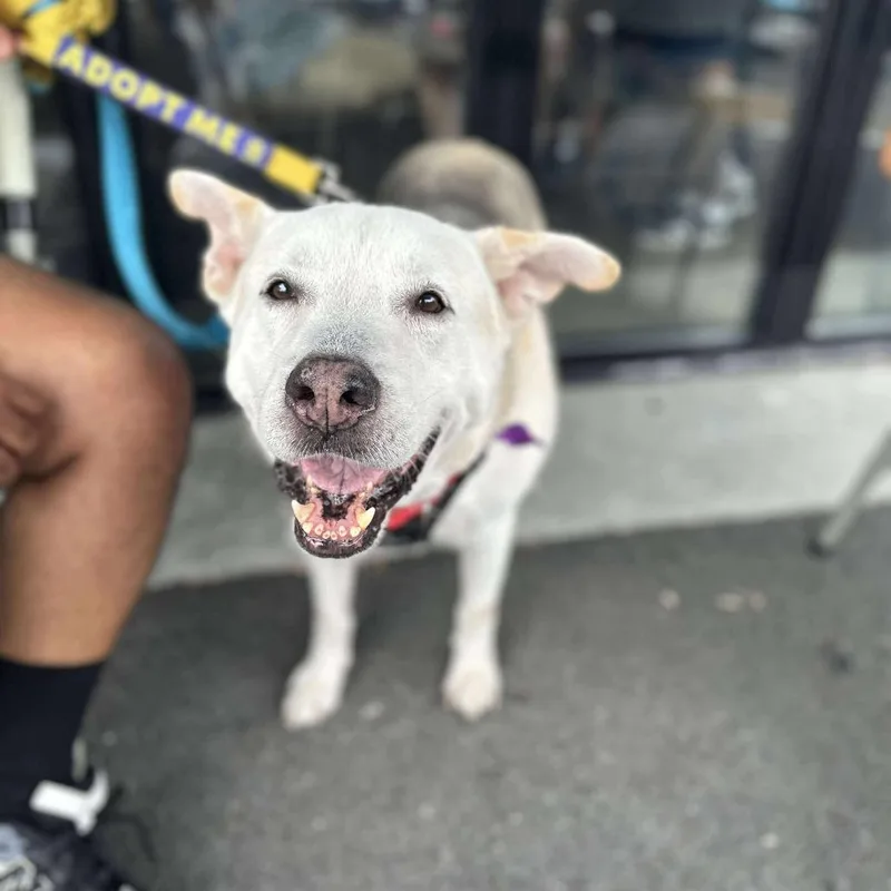 A senior large-sized male White / Cream German Shepherd Dog dog named Akiko for adoption in Long Island City, NY