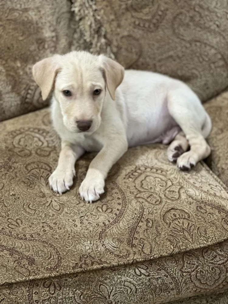 A baby large-sized male Labrador Retriever dog named Moe for adoption in Sedalia, CO