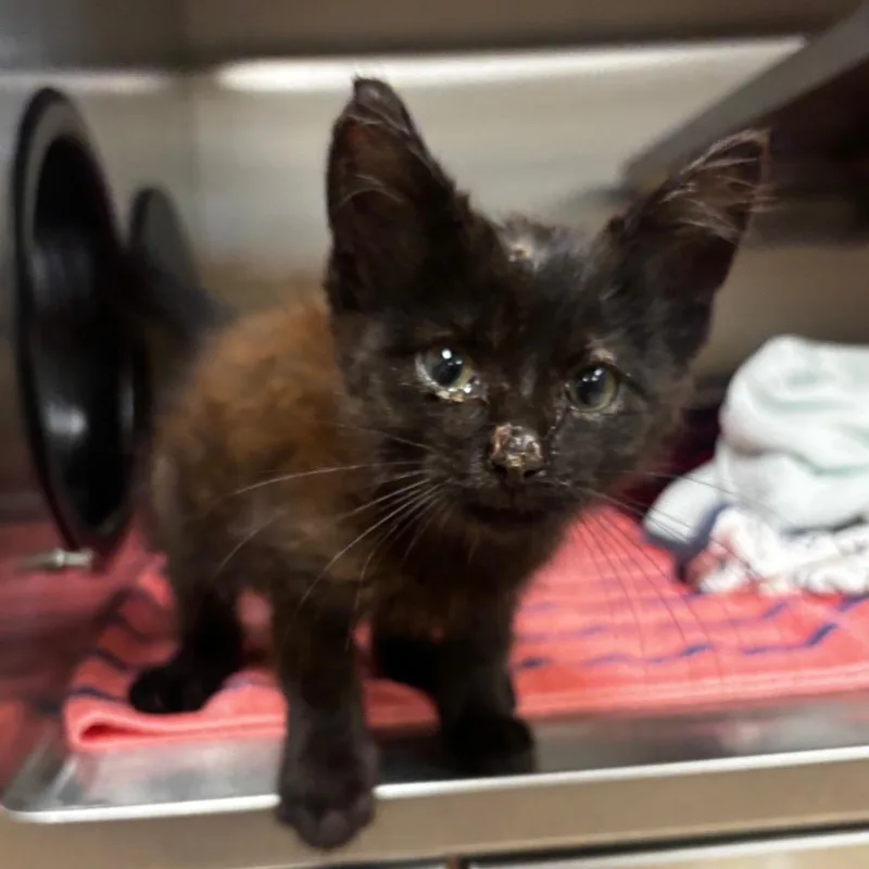 A baby small-sized male Black Domestic Short Hair cat named Onix for adoption in Bristol, IN