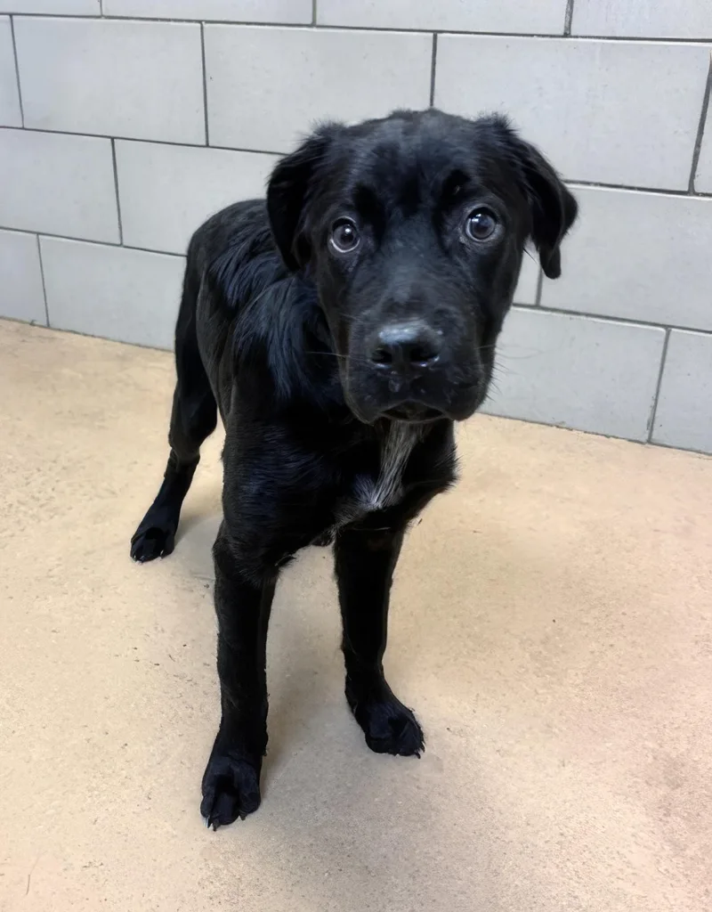 A young medium-sized male Black Mixed Breed dog named Alfredo for adoption in Nashville, TN