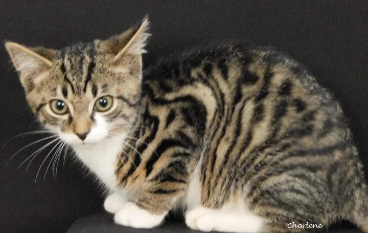 A baby medium-sized male White American Shorthair cat named Fries for adoption in Newland, NC