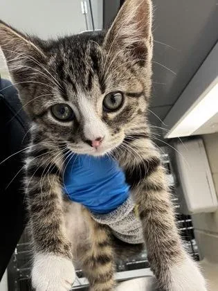 A baby medium-sized female Buff / Tan / Fawn Domestic Short Hair cat named Sandy for adoption in Wichita, KS