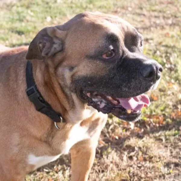 An adult large-sized male Bullmastiff dog named Mr. Gravy for adoption in Des Moines, IA