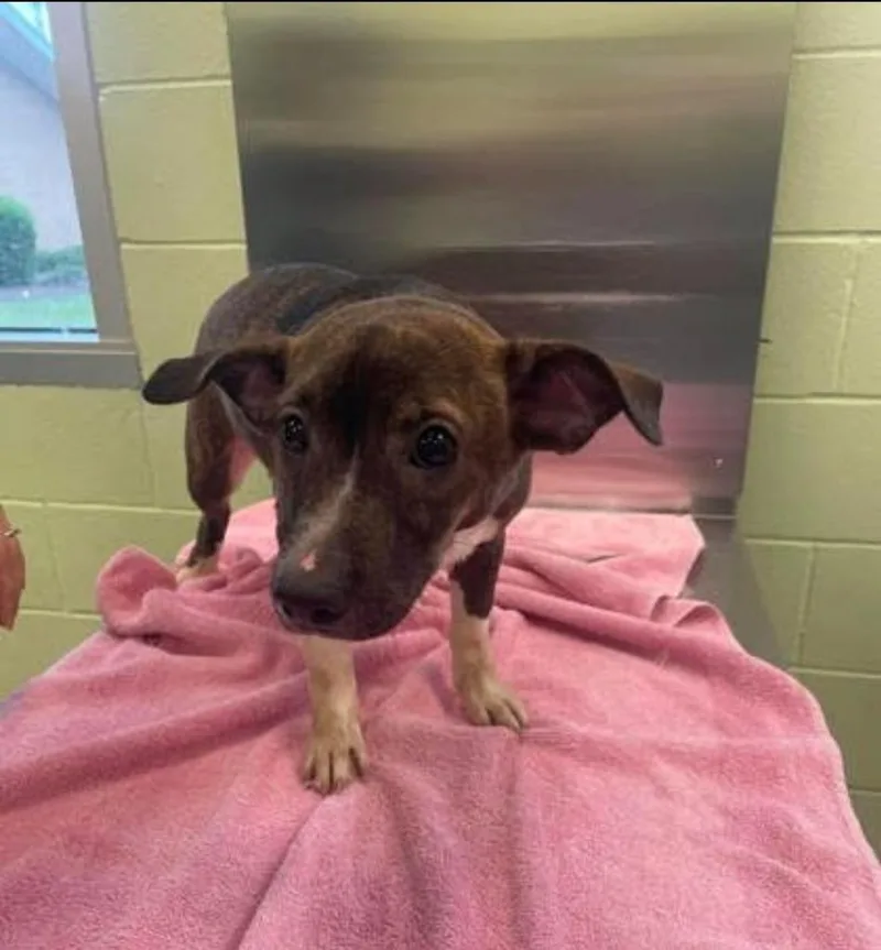 A baby medium-sized female Dachshund dog named Fairy for adoption in Blountville, TN