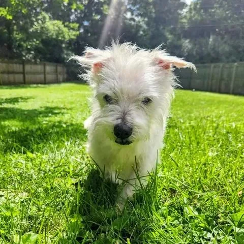 A senior small-sized female White / Cream Maltese dog named Priscilla for adoption in Lexington, KY