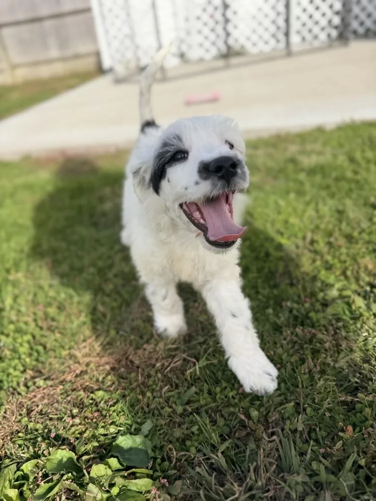 A baby large-sized female Tricolor (Brown, Black, & White) Labradoodle dog named Idaho : Hailey for adoption in Aurora, IN