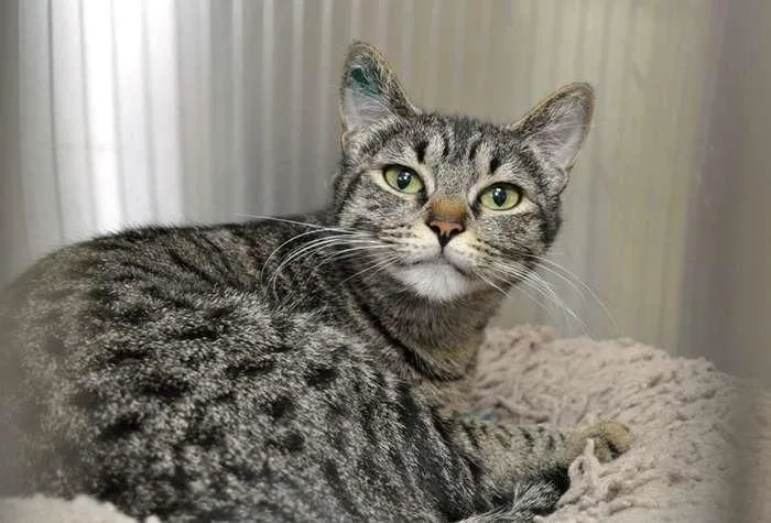 A young small-sized female Domestic Short Hair cat named Lapis for adoption in Coupeville, WA