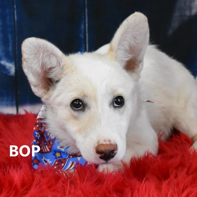 A young small-sized female White / Cream Cardigan Welsh Corgi dog named Daisy for adoption in Yuma, AZ
