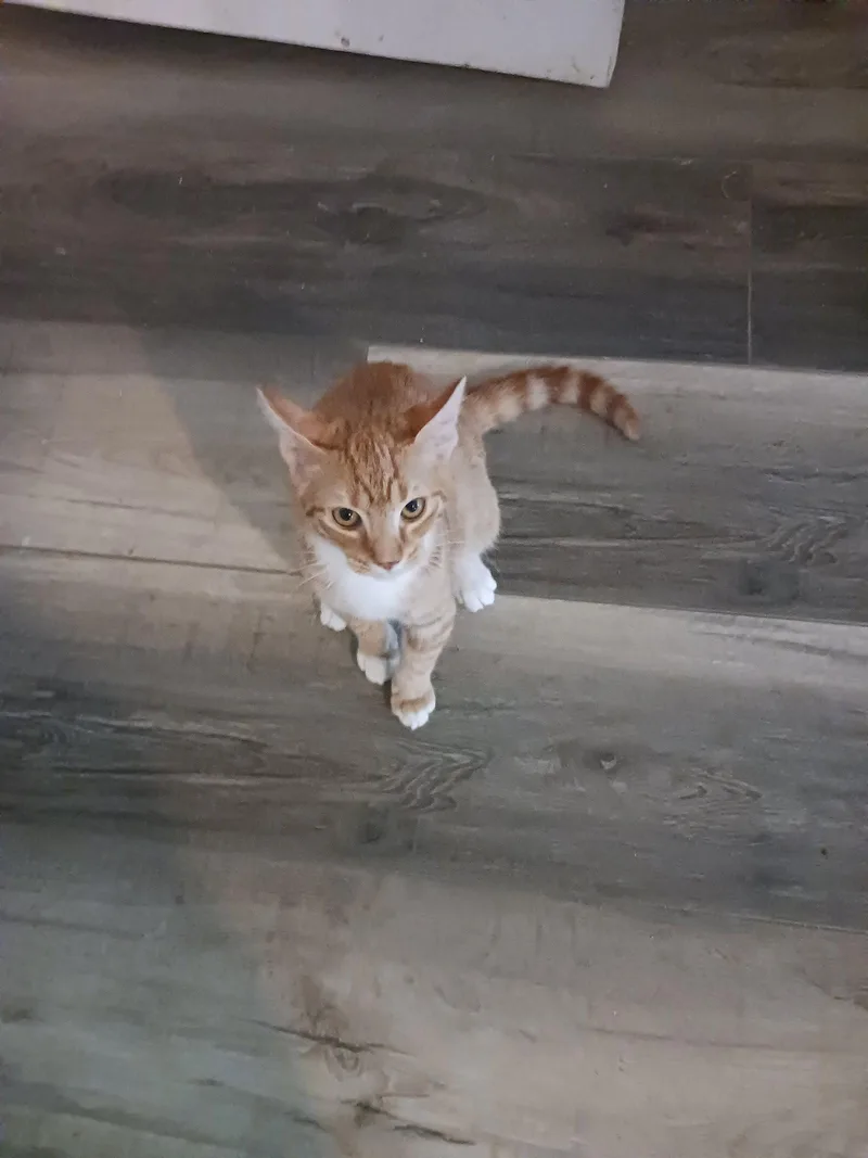 A baby medium-sized male Orange / Red Domestic Short Hair cat named Fireball for adoption in Wesley Chapel, FL