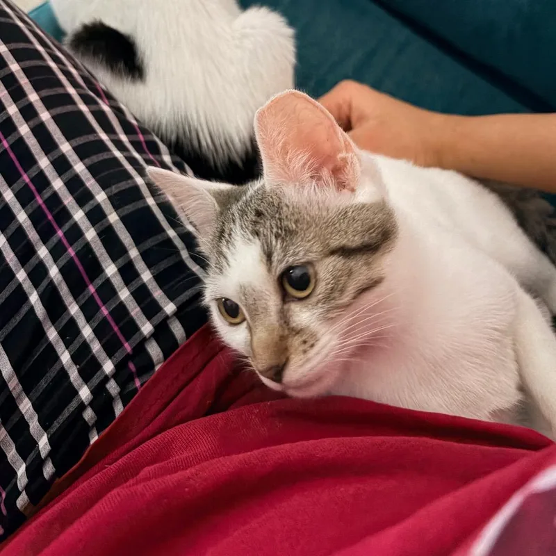 A baby medium-sized female White Domestic Short Hair cat named Casey for adoption in Chicago, IL