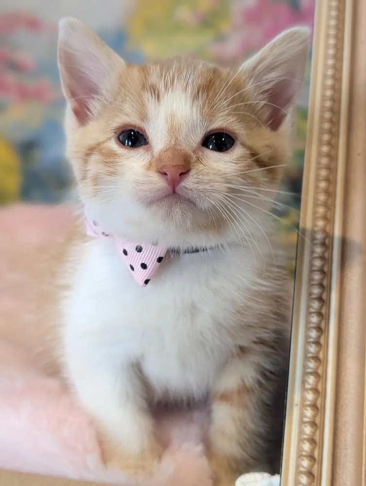 A baby small-sized female Tabby cat named Quinoa for adoption in Fremont, CA