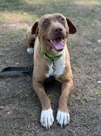 An adult medium-sized male Mixed Breed dog named Bud for adoption in Columbia, SC