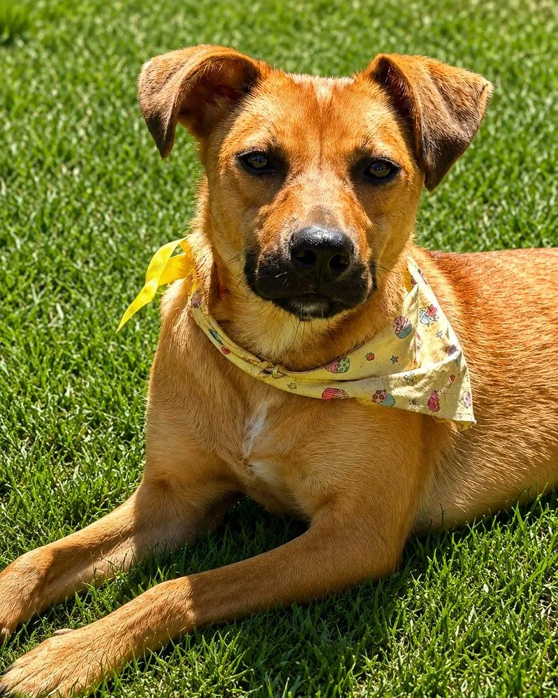 A young medium-sized female Tricolor (Brown, Black, & White) German Shepherd Dog dog named Meli for adoption in Pleasant Hill, CA