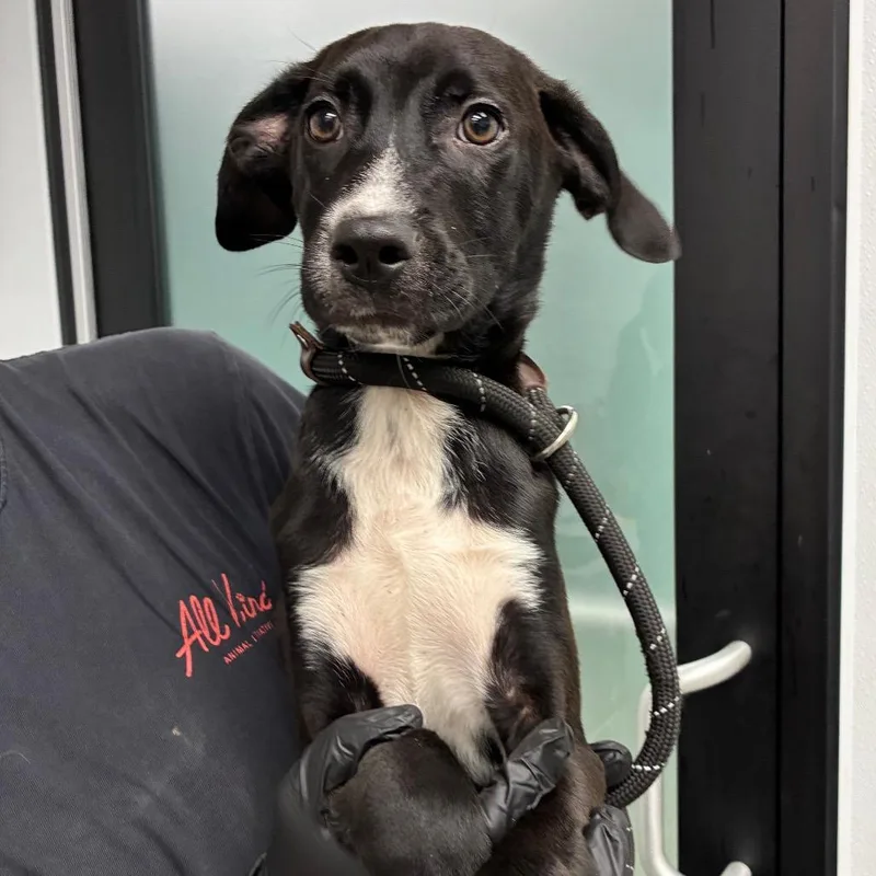 A baby small-sized male Black Labrador Retriever dog named Moros for adoption in Abilene, TX