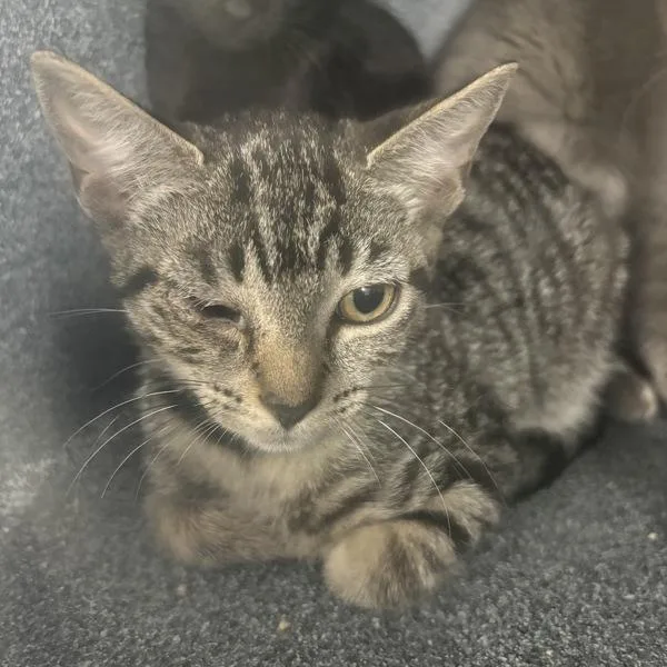 A baby medium-sized female Domestic Short Hair cat named Perseverance for adoption in New York, NY