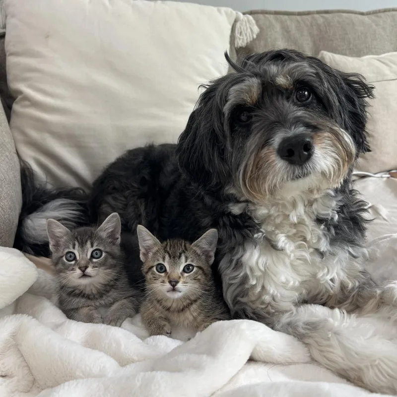 A baby small-sized female Gray / Blue / Silver Domestic Short Hair cat named Half Fried Chicken for adoption in Chicago, IL