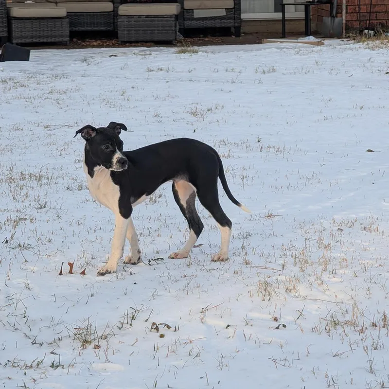 Cuddle Bug thumbnail 2