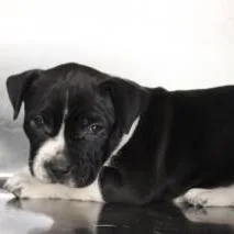 Cuddle Bug thumbnail 3