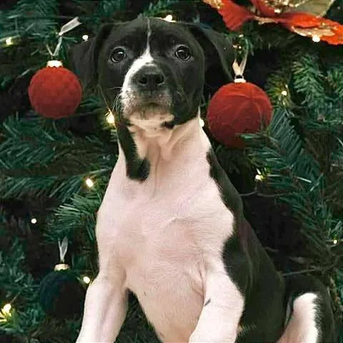 Cuddle Bug thumbnail 4