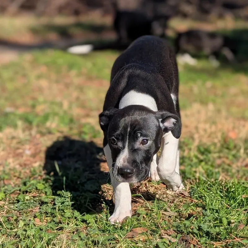 Cuddle Bug thumbnail 5