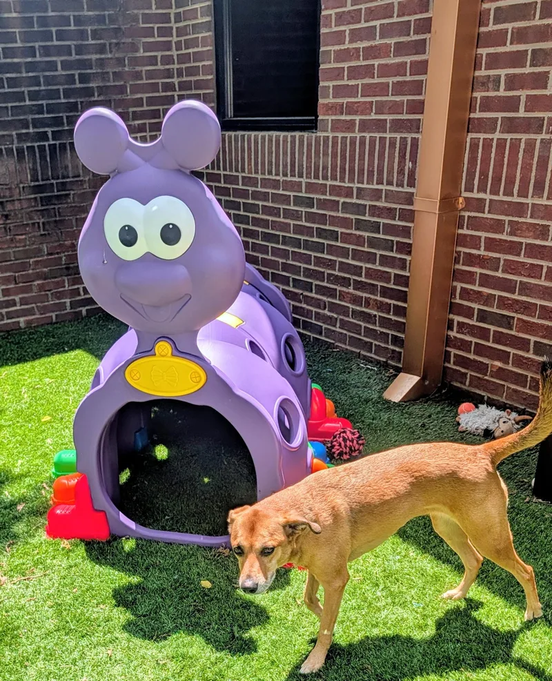 An adult medium-sized female Feist dog named Elle for adoption in Mount Juliet, TN