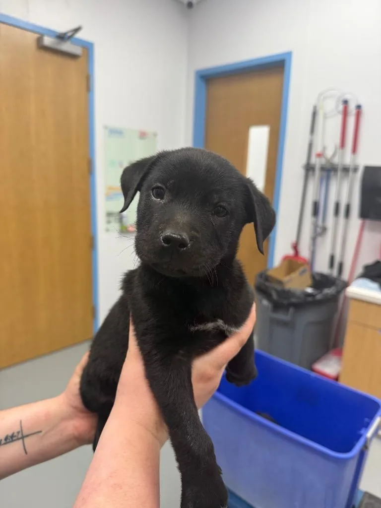 A baby small-sized male Labrador Retriever dog named Van for adoption in Hartsville, SC
