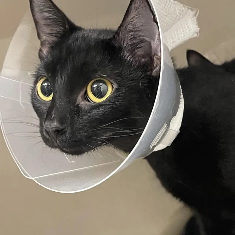 A young medium-sized female Black Domestic Short Hair cat named Haw for adoption in Mentor, OH