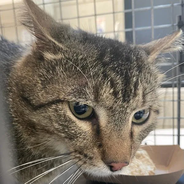 An adult small-sized male Domestic Short Hair cat named Tommy for adoption in Des Moines, IA
