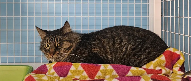 An adult medium-sized male Domestic Long Hair cat named Bamboo for adoption in Claremont, NH