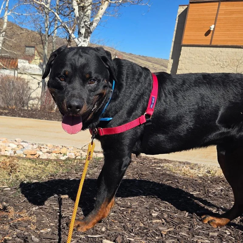 An adult large-sized male Black Mixed Breed dog named Luffy for adoption in Park City, UT