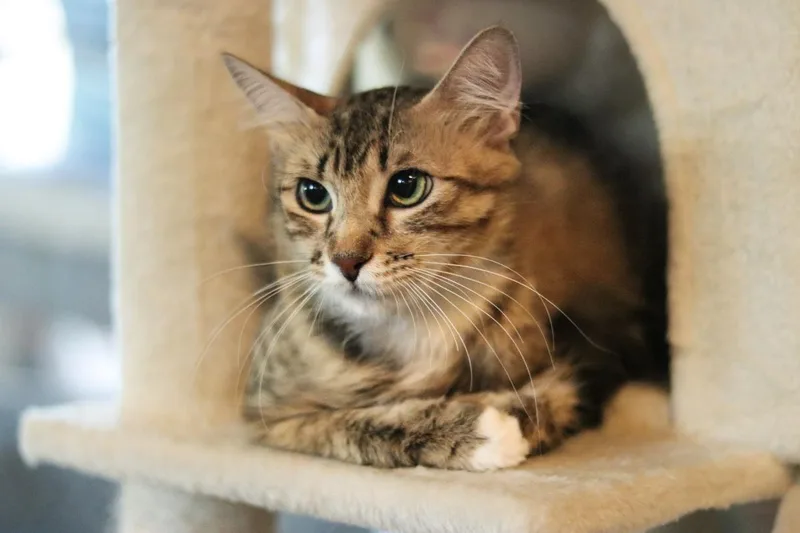 A young medium-sized female Tabby (Brown / Chocolate) Tabby cat named Floofy Cuddlestoo for adoption in Chandler, AZ