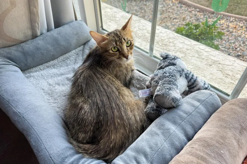 Floofy Cuddlestoo thumbnail 2