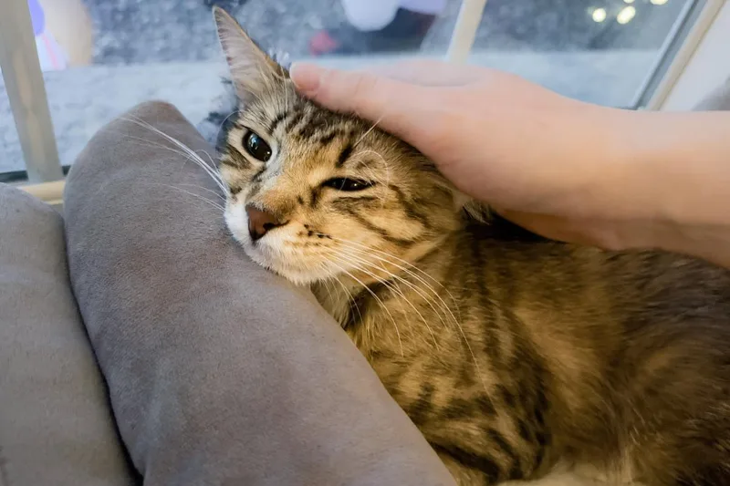 Floofy Cuddlestoo thumbnail 3