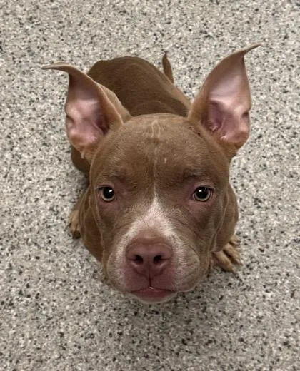 A young medium-sized female Yellow / Tan / Blond / Fawn Pit Bull Terrier dog named Mizumi for adoption in Kansas City, MO