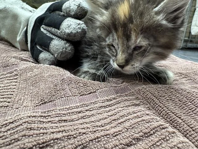 A baby small-sized female Domestic Medium Hair cat named Iris for adoption in Las Vegas, NV