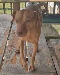 A young small-sized male Yellow / Tan / Blond / Fawn Chiweenie dog named Opie for adoption in Sudbury, MA