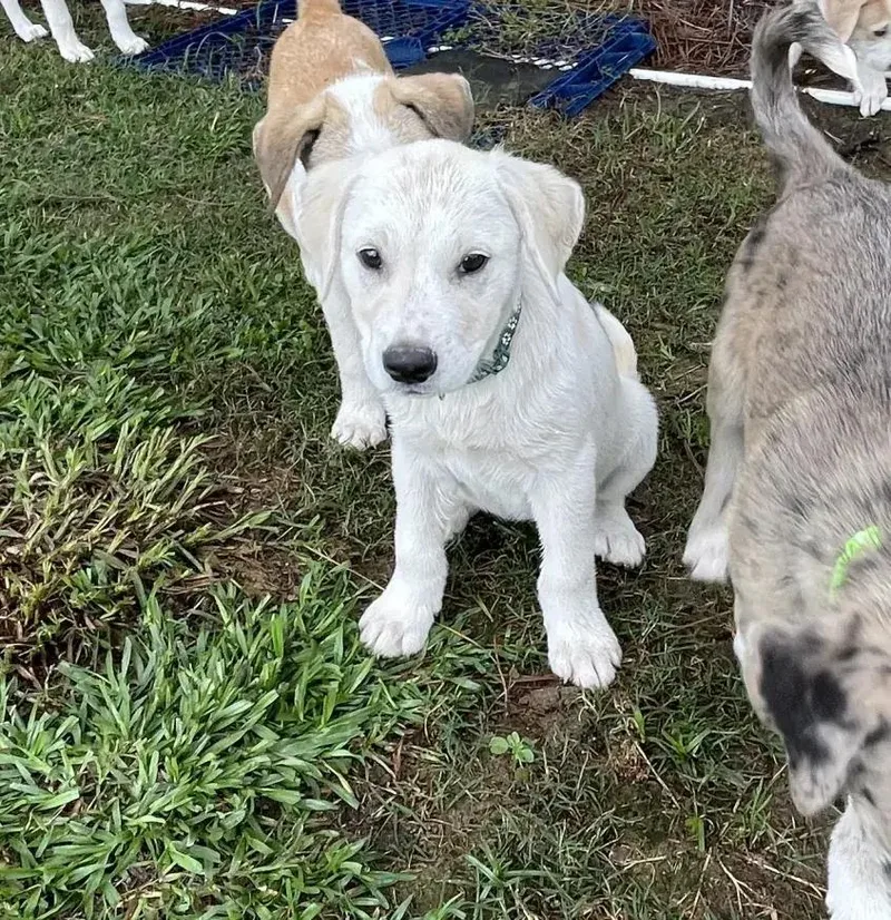 Kodi