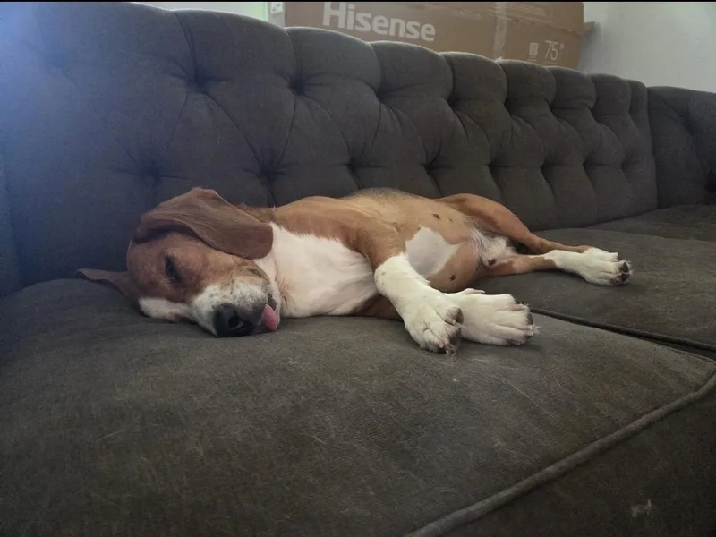 A senior medium-sized male Beagle dog named Manny for adoption in Cornelius, NC
