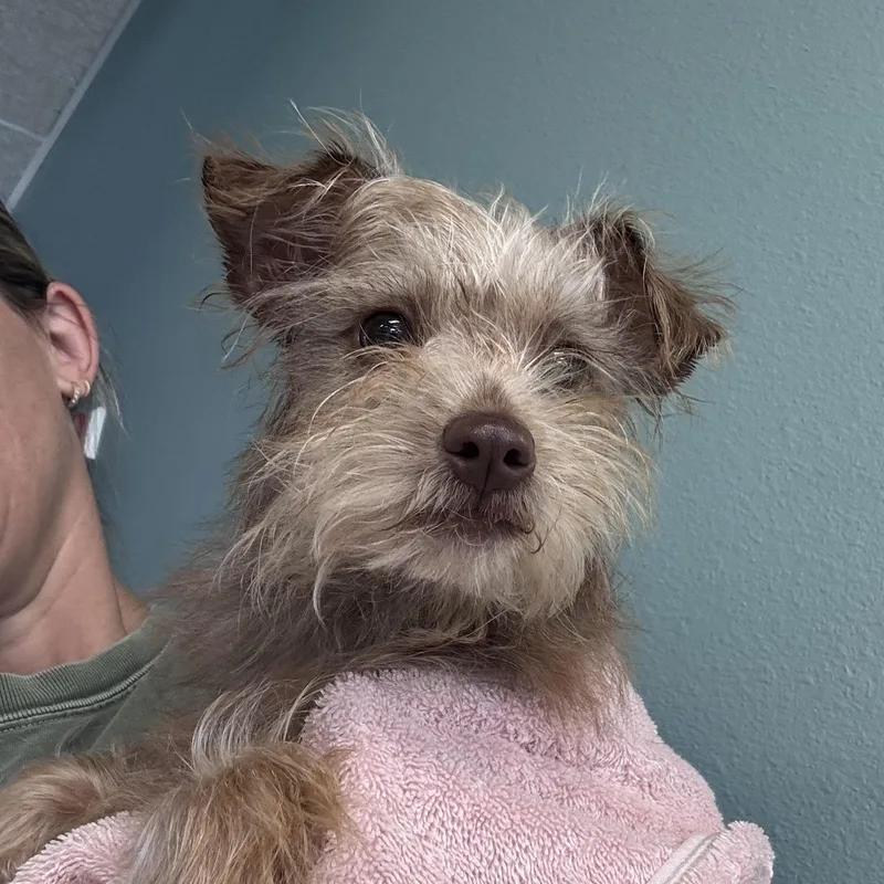 A baby small-sized female Terrier dog named Popcorn for adoption in Copiague, NY