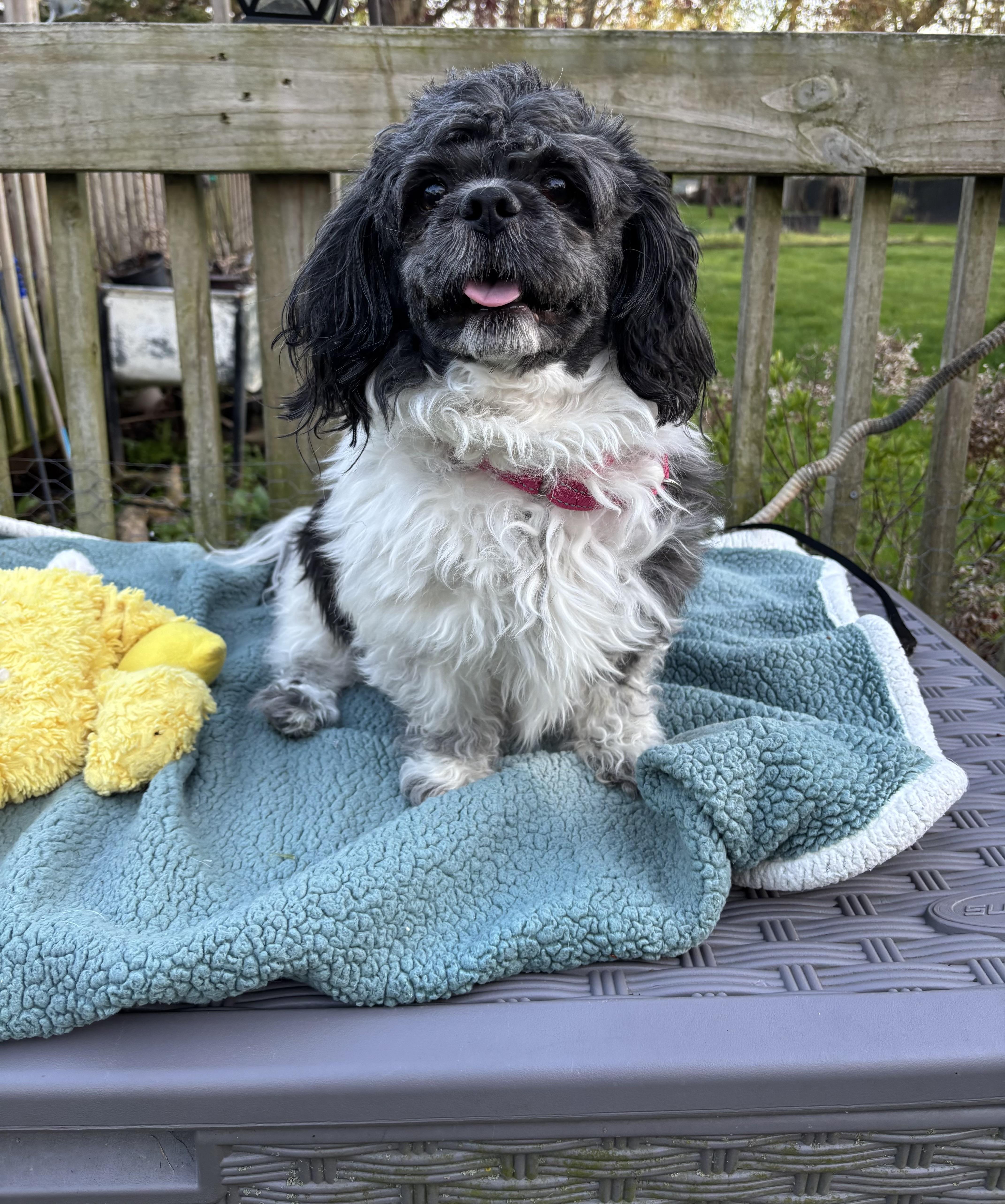 A young small-sized male Black Shih Tzu dog named Mickey for adoption in White Lake, MI